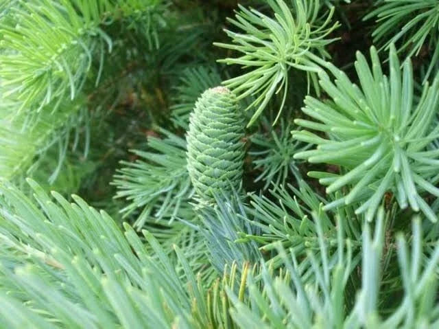 Fortune's Keteleeria Tree Seeds - 30 Seeds - Evergreen Conifer - Keteleeria fortunei - Ideal for Planting, Garden Enhancement