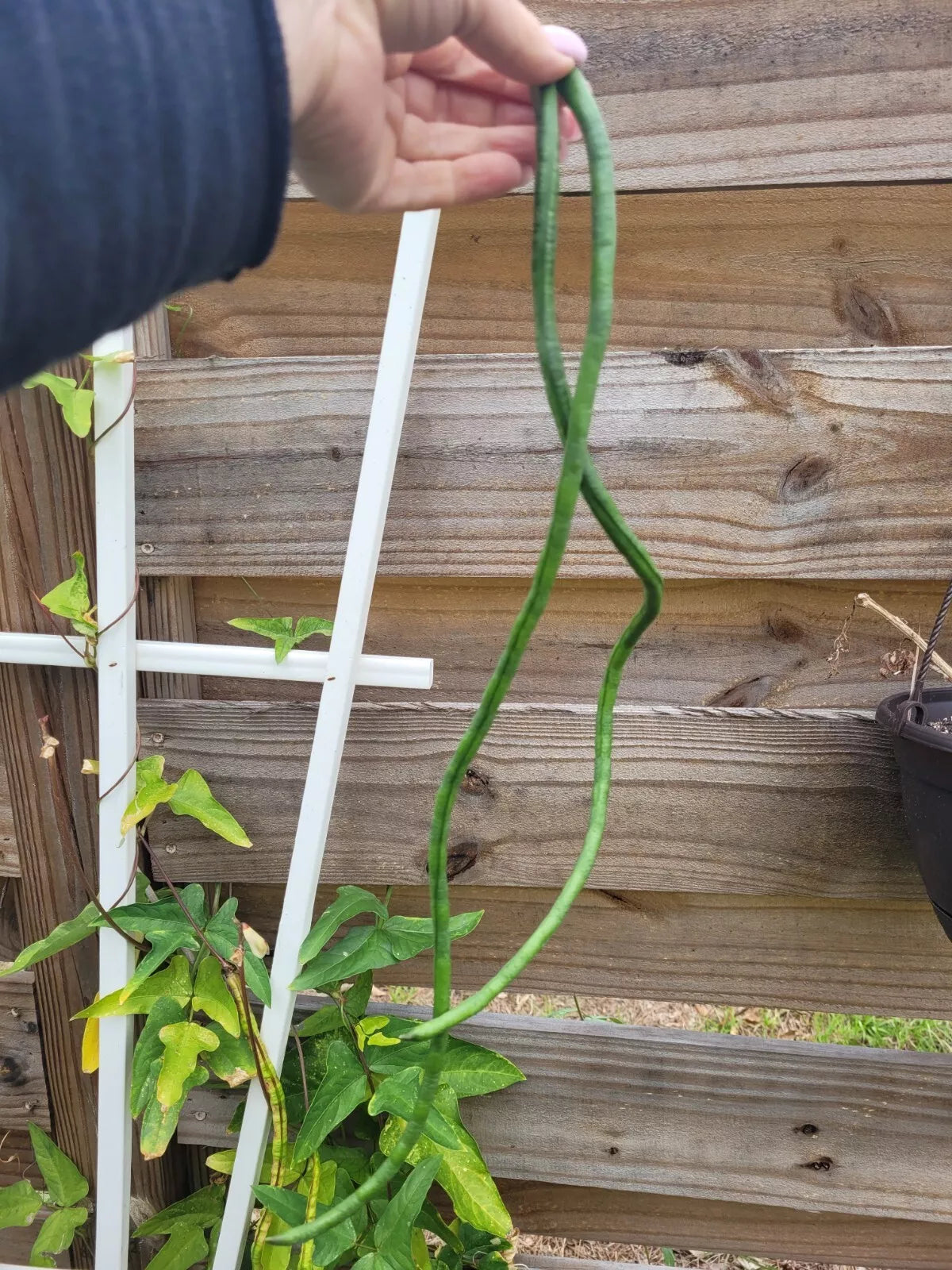 Organic Long Bean Seeds - 20+ Pack - Asian Chinese String Beans - Vigna unguiculata - Non-GMO, Fast-Growing Garden Seeds