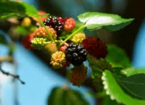 Organic Black Mulberry Seeds - 50 Seeds, Medicinal Herb, Morus nigra - Fresh, Non-GMO, Perfect for Garden Cultivation