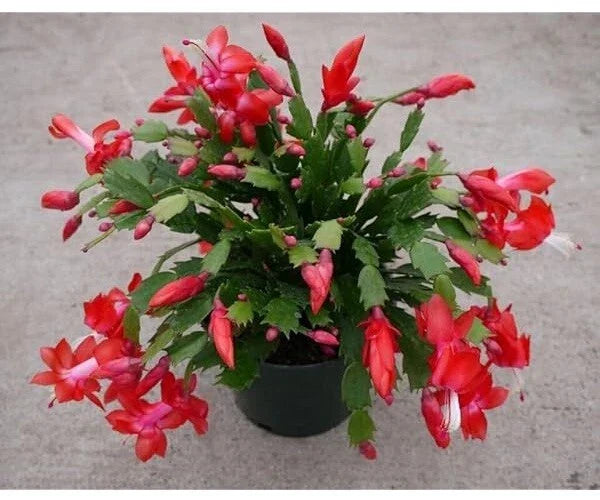 Red Christmas Cactus Cuttings 2-3 Segments Exotic Dancer Schlumbergera - Perfect for Propagation and Indoor Gardening