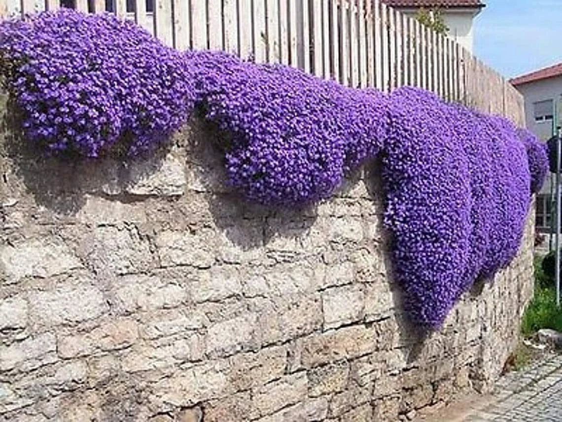 Purple Rock Cress Seeds - 250 Count - Low Growing Perennial - Aubrieta deltoidea - Vibrant Purple Blooms