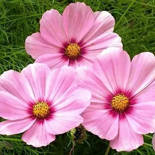 Cosmos Seeds - 200 Non-GMO Magenta Center Blooms - Cosmos bipinnatus - Easy to Grow, Attracts Pollinators