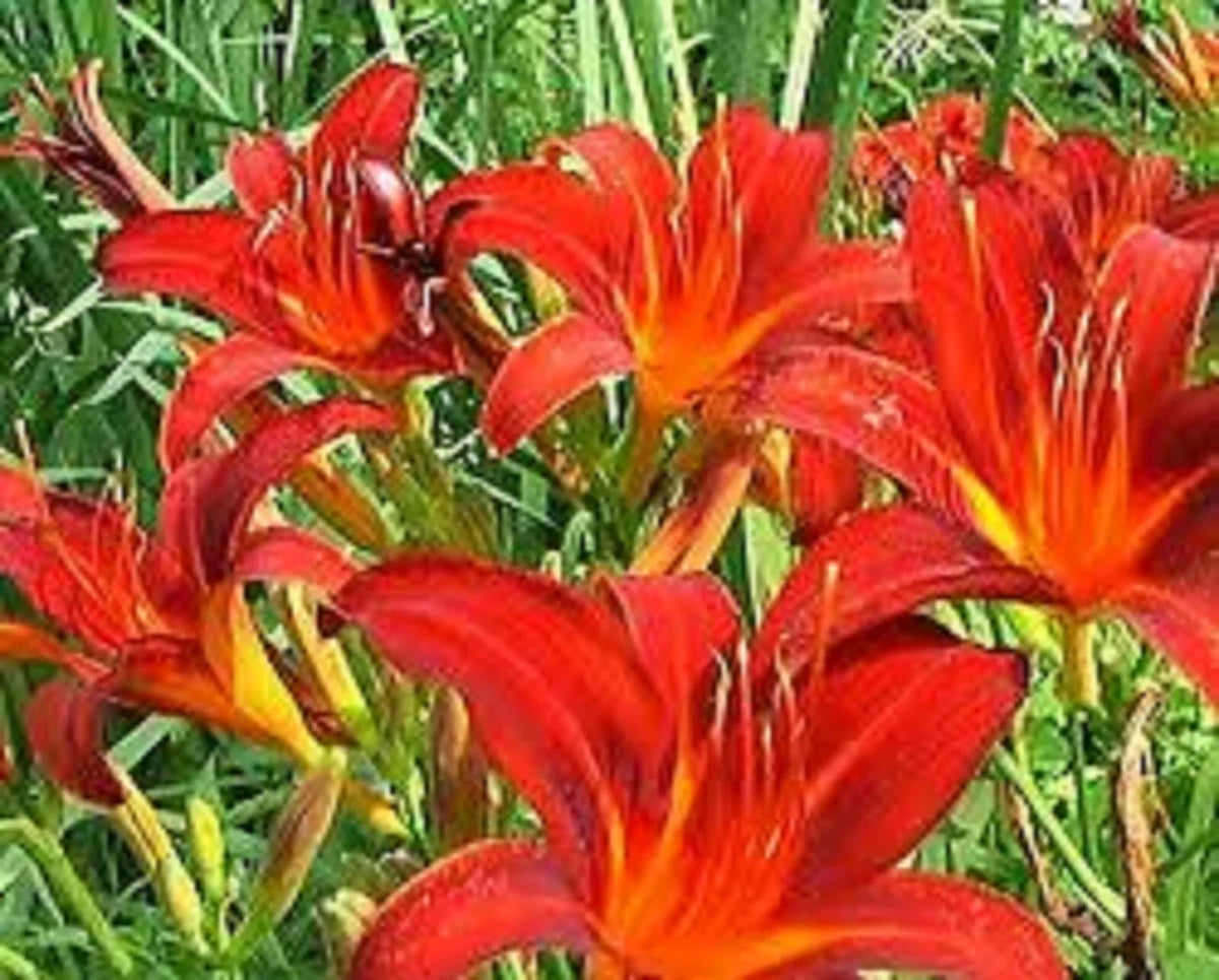 Red Giant Daylily - 3 Bare Root Plants - Sprouting Hemerocallis 'Red Giant' - Vibrant Red Flowers for Garden