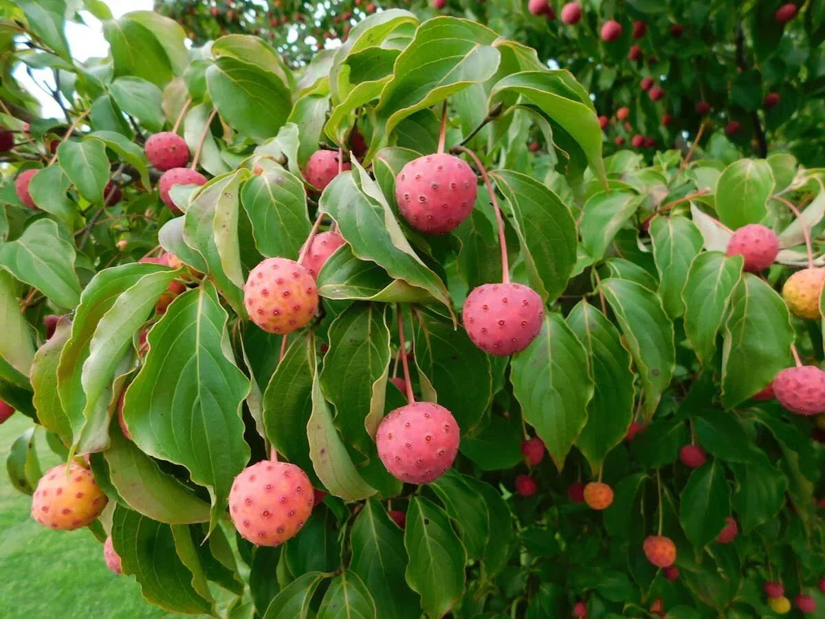 Kousa Dogwood Seeds - 30 Seeds - Cornus kousa - Ornamental Tree for Garden & Landscaping