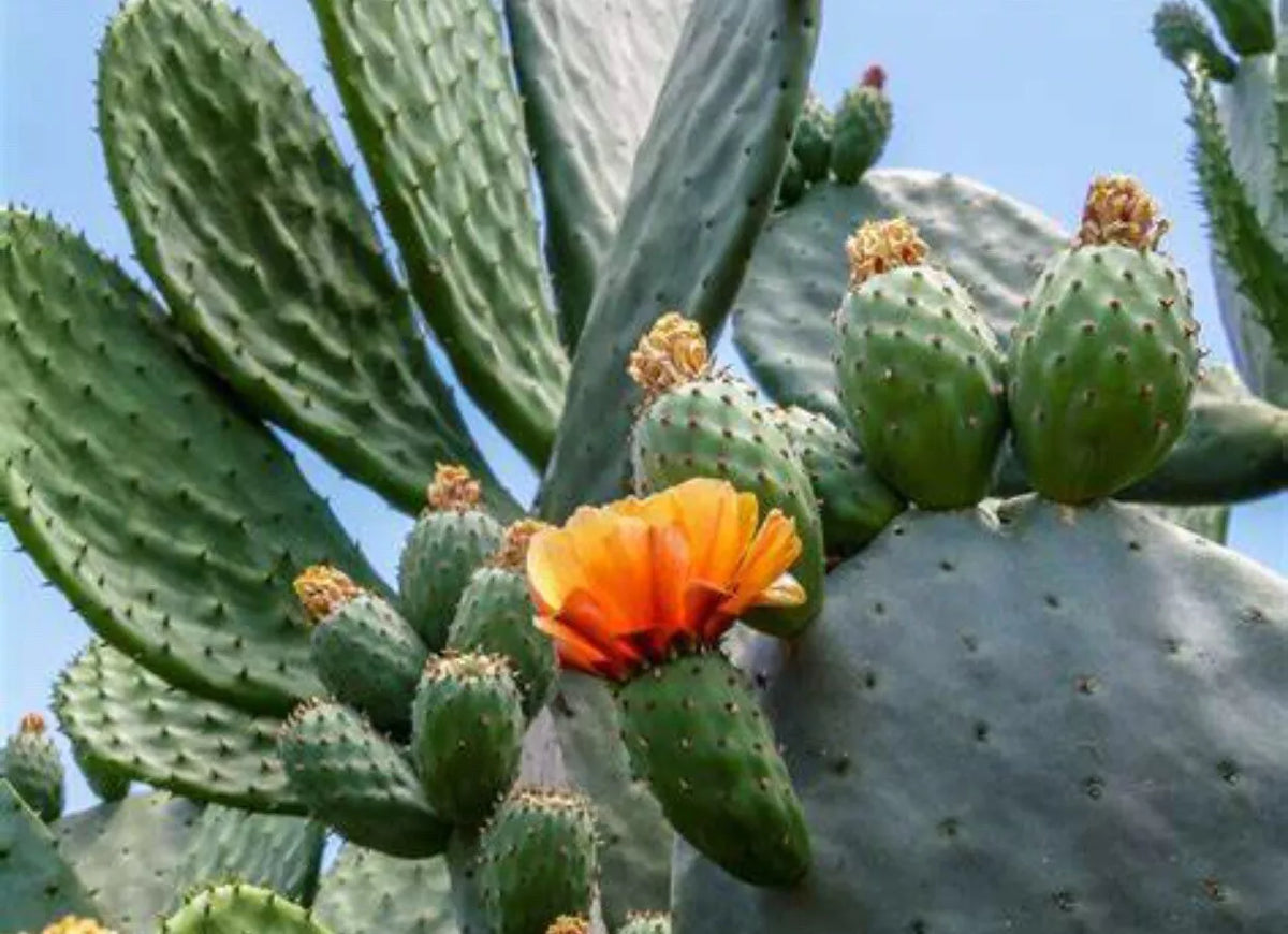 Spineless Prickly Pear Cactus, 5 Medium Pads, Thornless Variety, Opuntia Cacanapa 'Ellisiana', Drought Tolerant Desert Plant