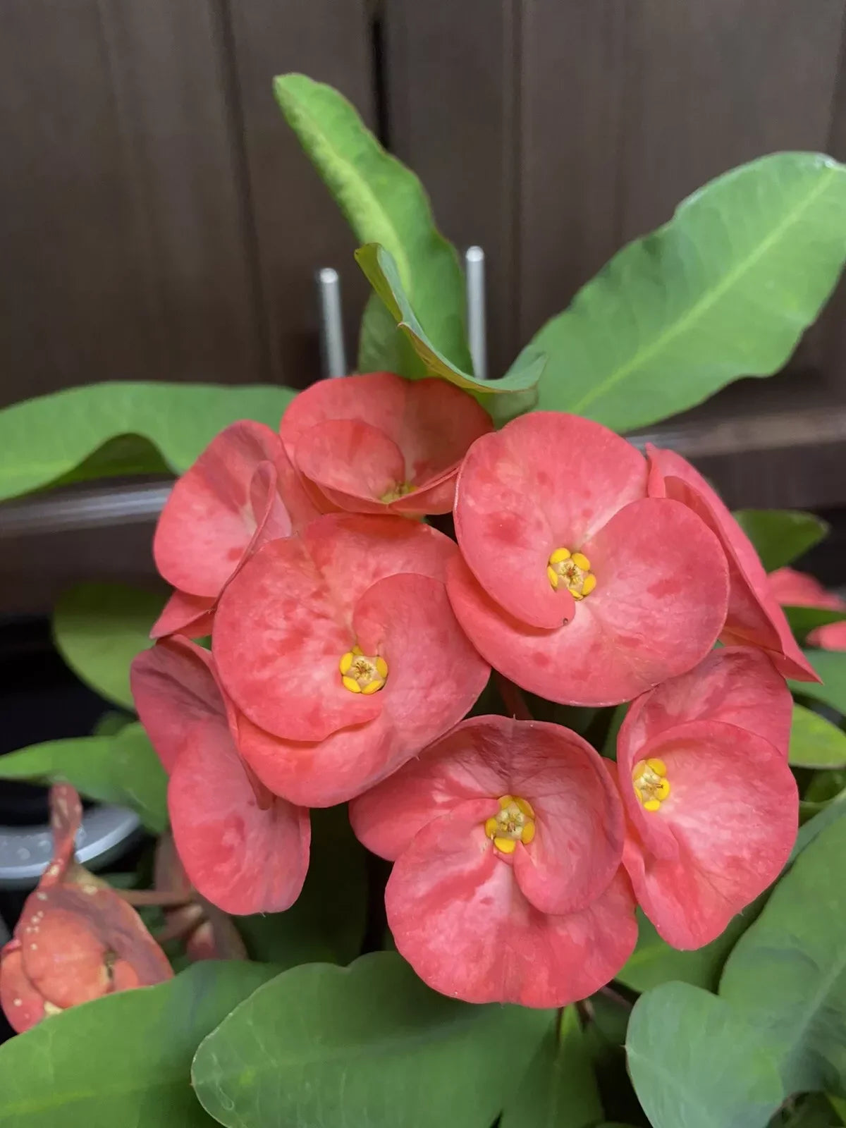 Coral Pink Crown of Thorns Cutting - Large Bloom, Euphorbia milii, No Roots, Succulent Plant Cutting, 1 Count