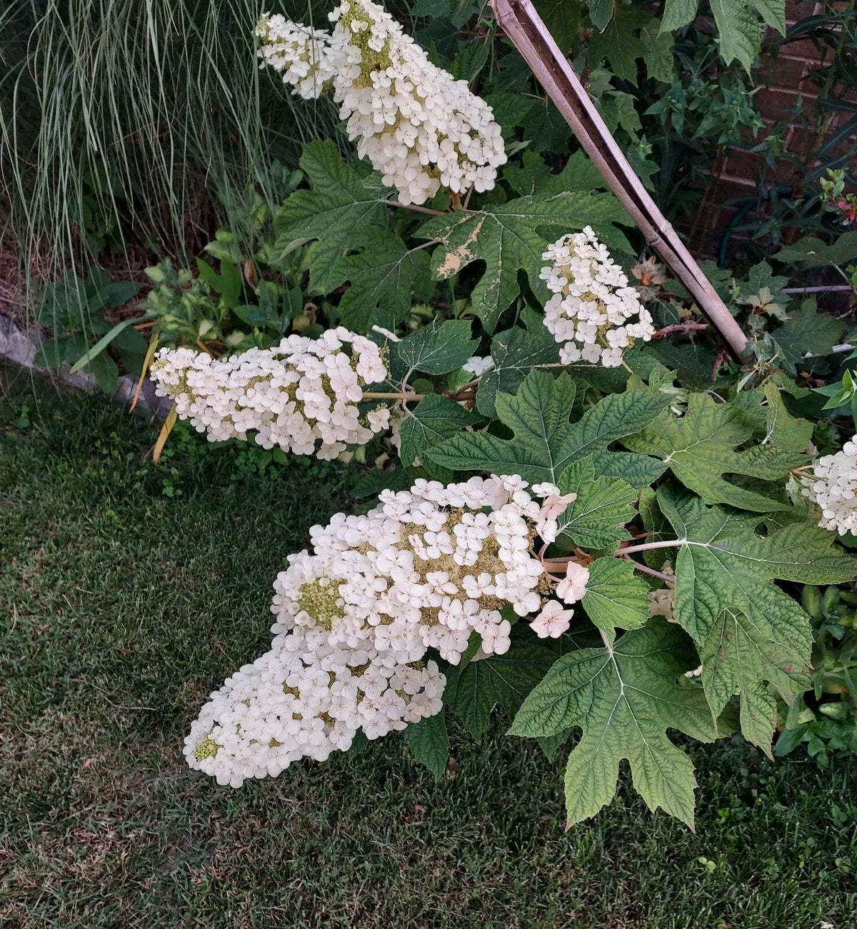 Live Oakleaf Hydrangea Cuttings - Single Stem 5-14" - Hydrangea quercifolia - Traditional Variety for Garden Landscaping