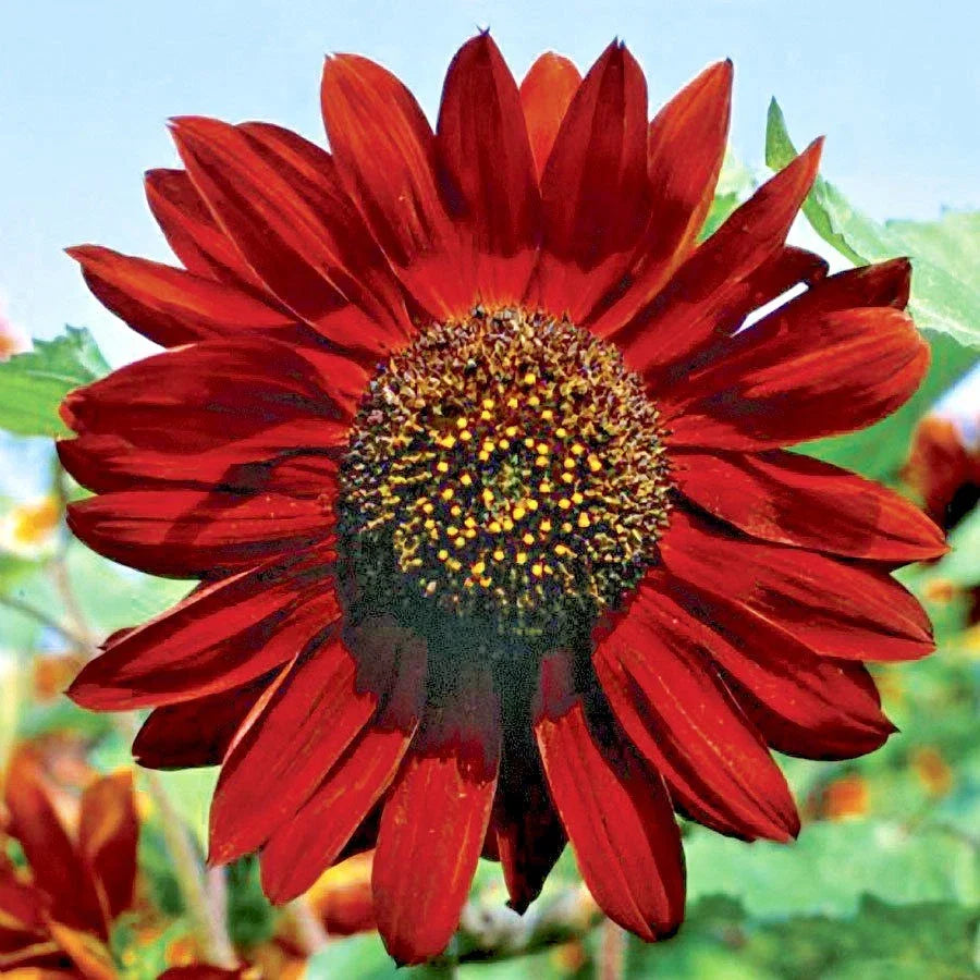 Velvet Queen Sunflower Seeds - 51+ Count, Branching, Dark Red to Golden Yellow, Helianthus annuus for Summer Gardens