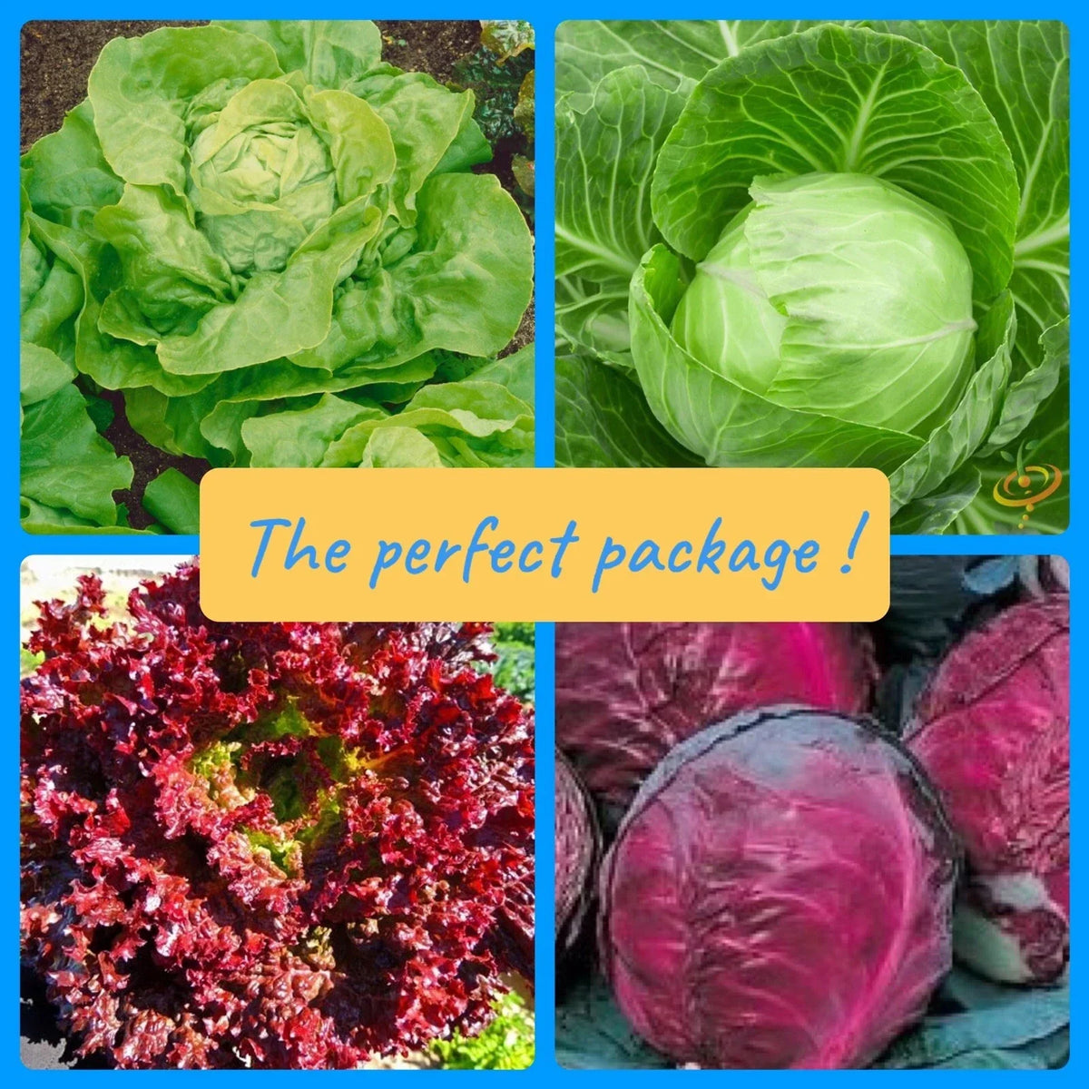 Rare Vegetable Seed Collection - 4 Varieties: Red & Golden Cabbage, Red & Golden Lettuce - Brassica oleracea, Lactuca sativa