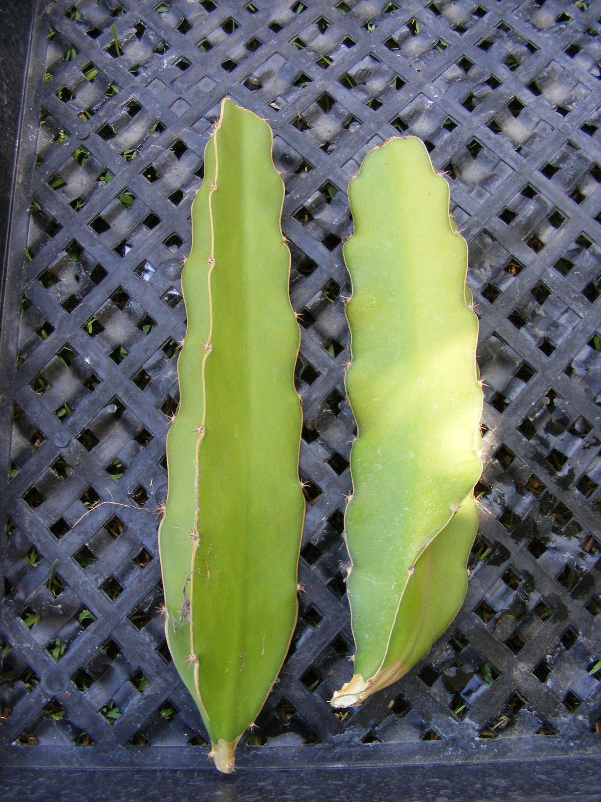 Dragon Fruit Cuttings - 2 Pieces for Planting - Epiphyllum Pitahaya Succulent Cactus - Easy Care Indoor/Outdoor Plant