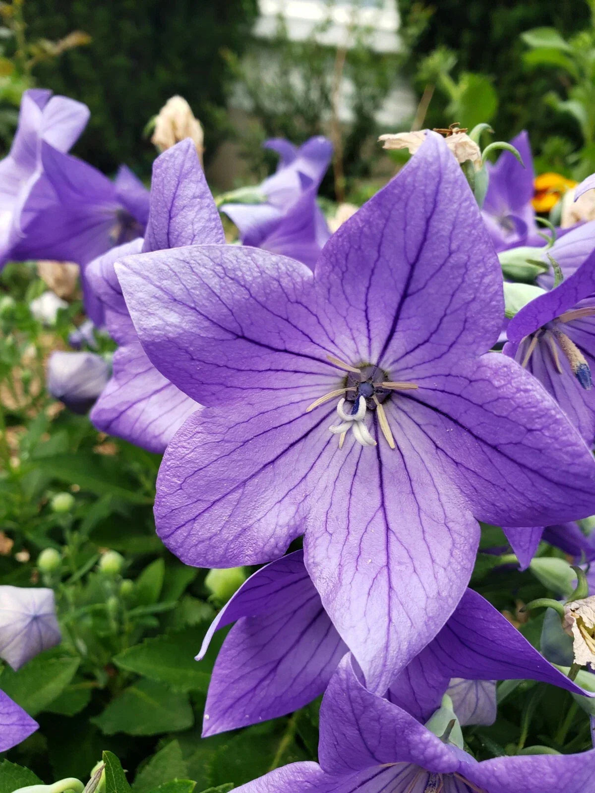 Balloon Flower Seeds 50+ Count Blue Platycodon Grandiflorus - Easy to Grow Perennial for Garden & Pollinator Attracting