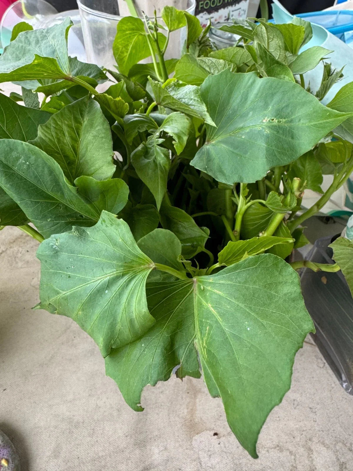 Sweet Potato Slips Cuttings - 10 Ready to Plant - Ipomoea batatas - Non-GMO, Easy to Grow for Home Gardens