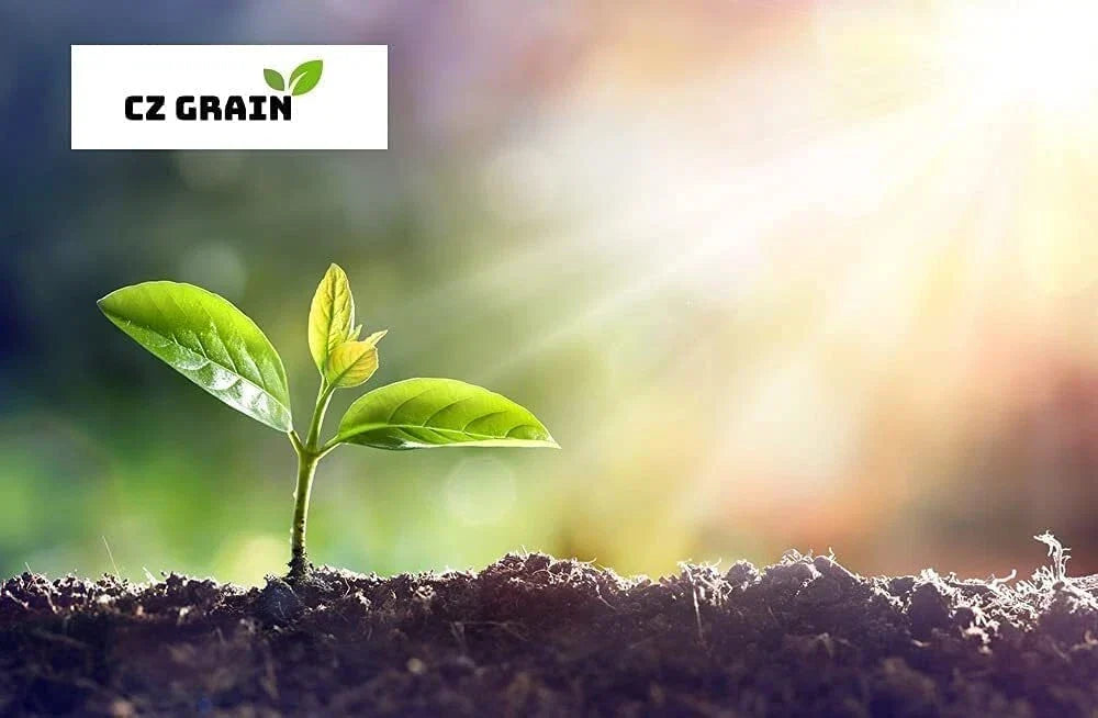 Orange Smoothie Pumpkin Seeds - 20 Pack - Cute Mini Pumpkins (Cucurbita pepo) for Garden Planting and Culinary Use