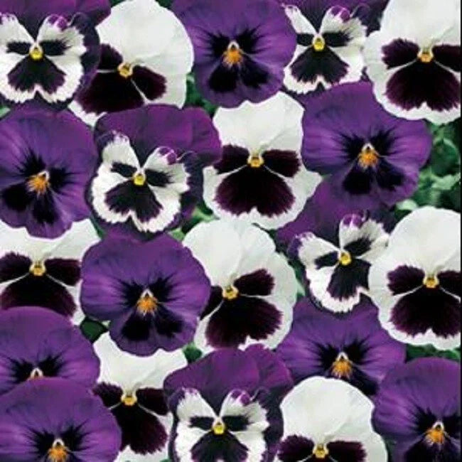 Pansy Seeds 50 Count Majestic Giant Sea Breeze Blotch Mix Viola wittrockiana Non-GMO Flower Seeds for Garden