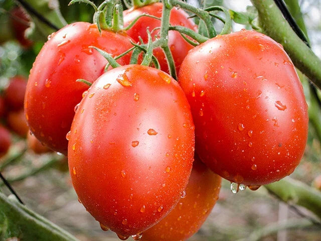Roma Heirloom Tomato Seeds 100+ Pack - Lycopersicon esculentum - Non-GMO Vegetable Garden Seeds - USA Grown