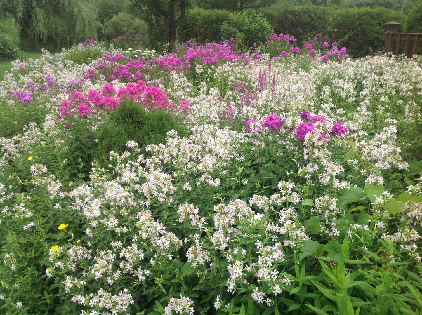 Perennial Bouncing Bet Plants - 12 Bare-Root Saponaria officinalis - Pink/Rose/White Blooms - Pollinator Friendly, Erosion Control