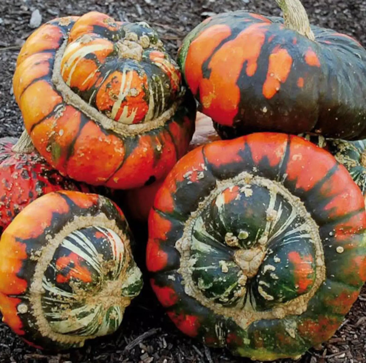 Turk's Turban Pumpkin Seeds - 10 Heirloom Organic Non-GMO Seeds - Cucurbita maxima - Rare Decorative Gourd for Garden