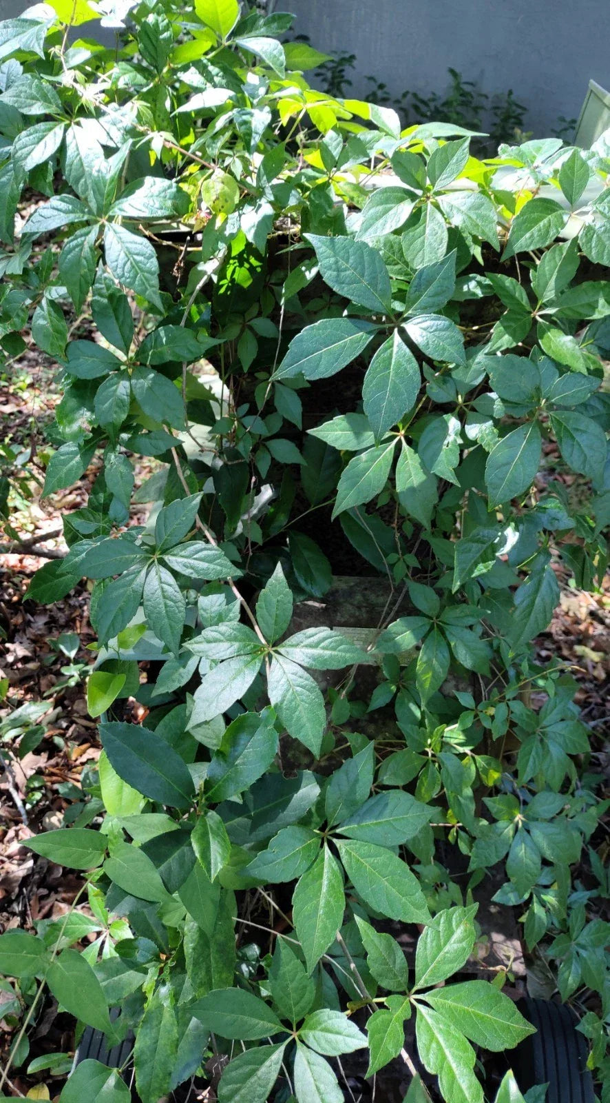 Virginia Creeper Live Vine Clippings - 6+ Florida Grown for Privacy Fences - Parthenocissus quinquefolia - Fast-Growing Greenery