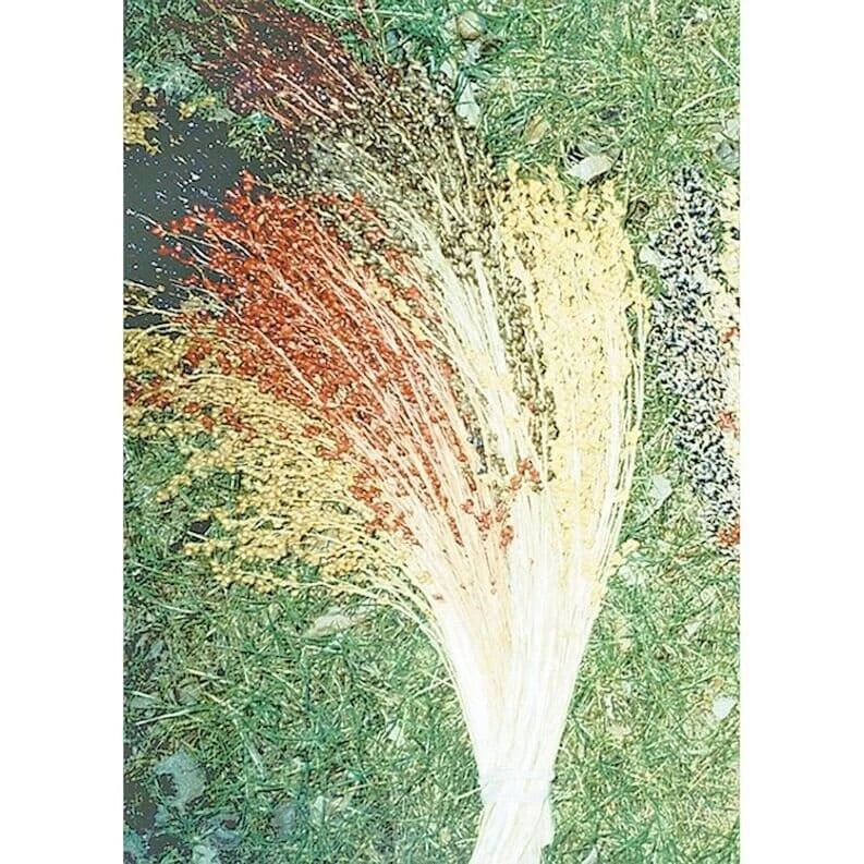 Broom Corn Seeds - Multicolor, Non-GMO Heirloom Variety - Zea mays subsp. mays