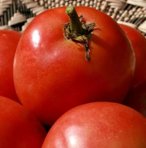 Homestead Tomato Seeds 100+ Count Organic Slicing & Sauce Solanum lycopersicum for Vegetable Garden