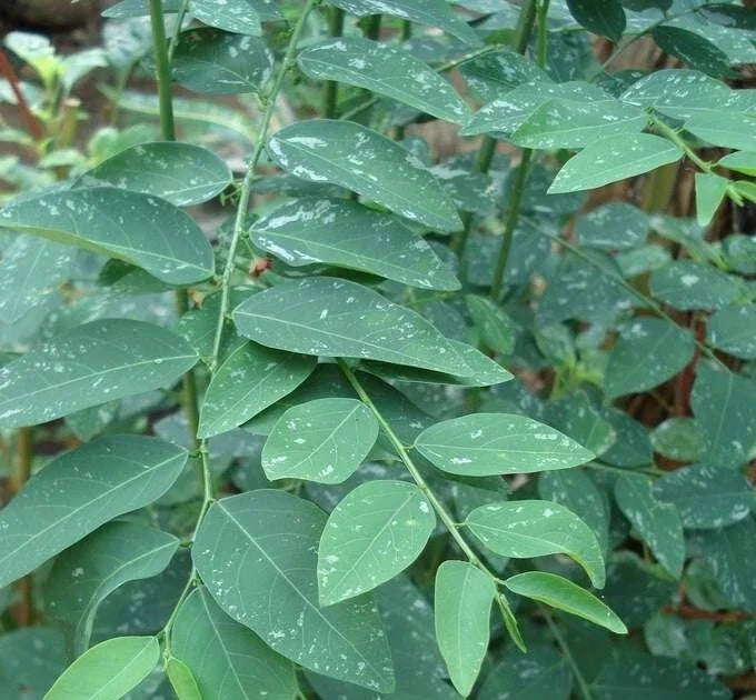 Katuk Cuttings 8 Pack - Sauropus androgynus - Edible Leaves for Food Forest & Permaculture Gardening