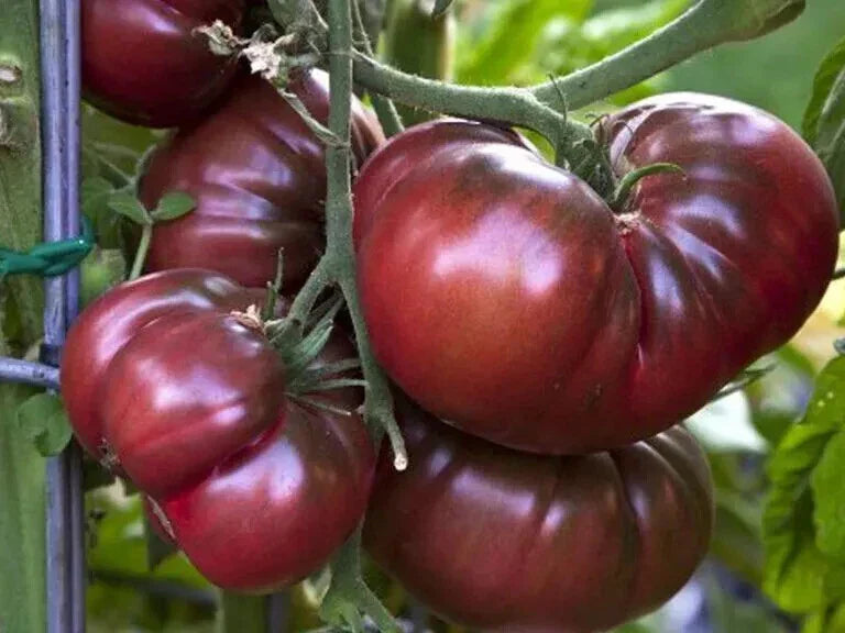 Organic Black Brandywine Tomato Seeds - 51+ Heirloom Seeds for Container Gardening - Solanum lycopersicum