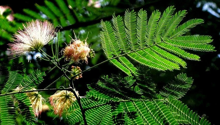 Mimosa Seeds - Pink Flowers - Persian Silk Tree - Albizia julibrissin - Garden Planting - Fast-Growing, Easy Care