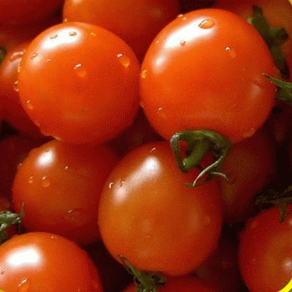 Small Red Cherry Tomato Seeds - Heirloom Variety - Solanum lycopersicum - Non-GMO - Ideal for Home Gardens and Containers