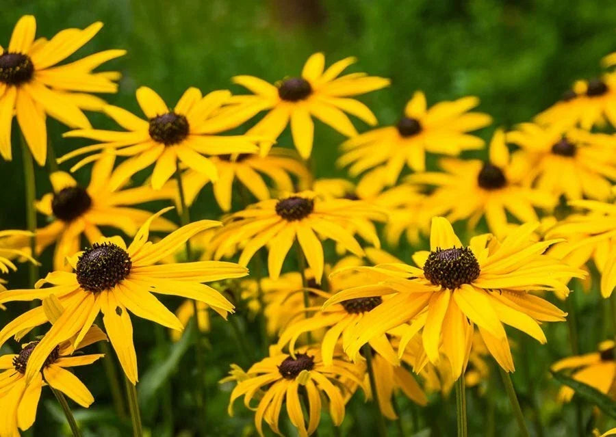 Large Black-Eyed Susan Plant - Live Perennial, Well-Rooted Rudbeckia hirta, Vibrant Yellow Blooms, Attracts Pollinators
