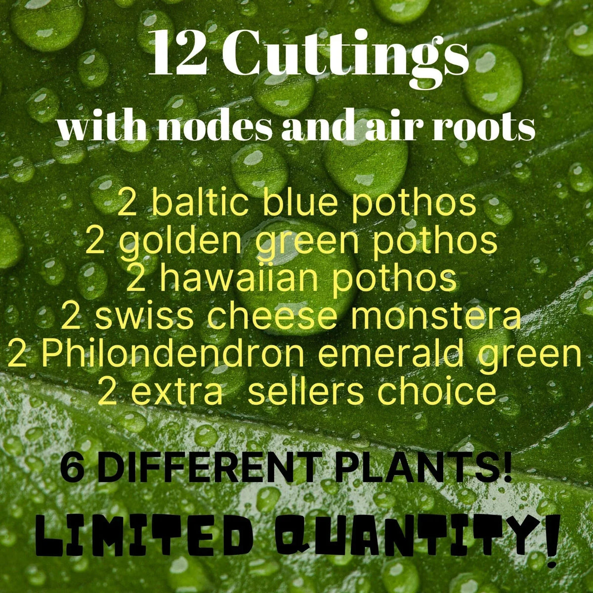 12 Leaf Cuttings - Baltic Blue & Golden Green Pothos - Epipremnum aureum - Hawaiian Variety - Indoor Plant Propagation