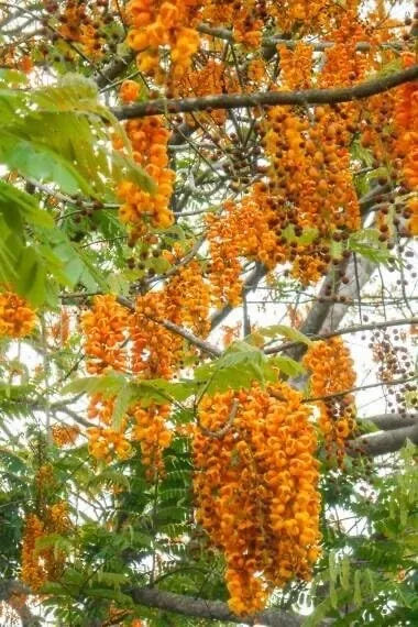 Bronze Shower Tree Seeds - 10 Seeds - Cassia moschata - Tropical Flowering Plant for Garden and Landscape