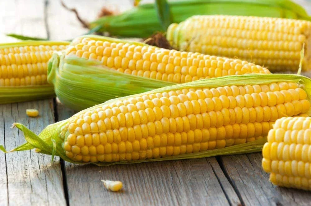 Yellow Sweet Corn Seeds 100 Count Hybrid "Incredible Corn" Zea mays for Planting, High-Yielding, Sweet Flavor