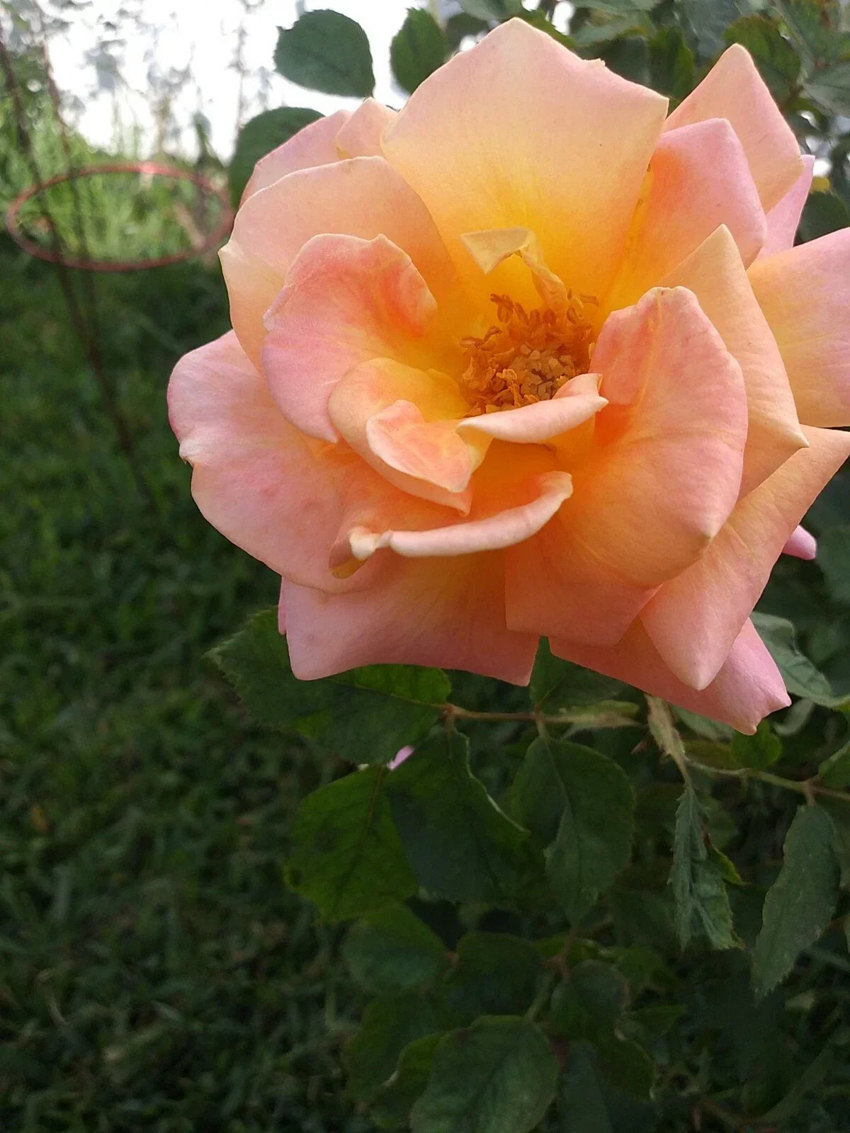 Rose Cuttings 5 Pack Peace Pink & Yellow Shrub Rosa 'Peace' Virus-Free Plants for Garden Propagation