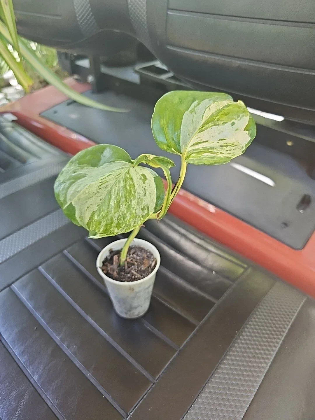 Manjula Pothos Plant - Fully Rooted Variegated Green and White Foliage - Epipremnum aureum 'Manjula' - Indoor Houseplant