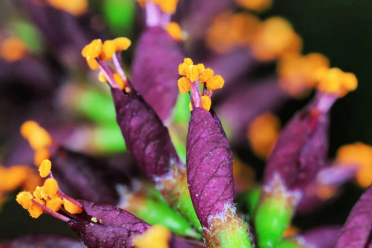 False Indigo Bush Seeds - 100 Seeds - Amorpha fruticosa - Native Plant for Biodiversity & Landscaping