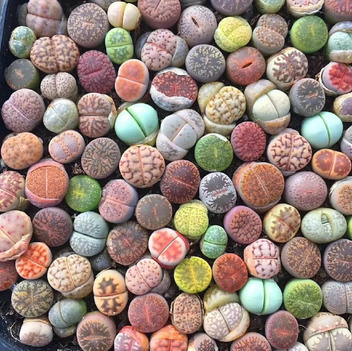 Mixed Succulent Seeds - 100pcs Living Stones (Lithops spp.) - Drought-Tolerant Varieties for Gardens & Containers
