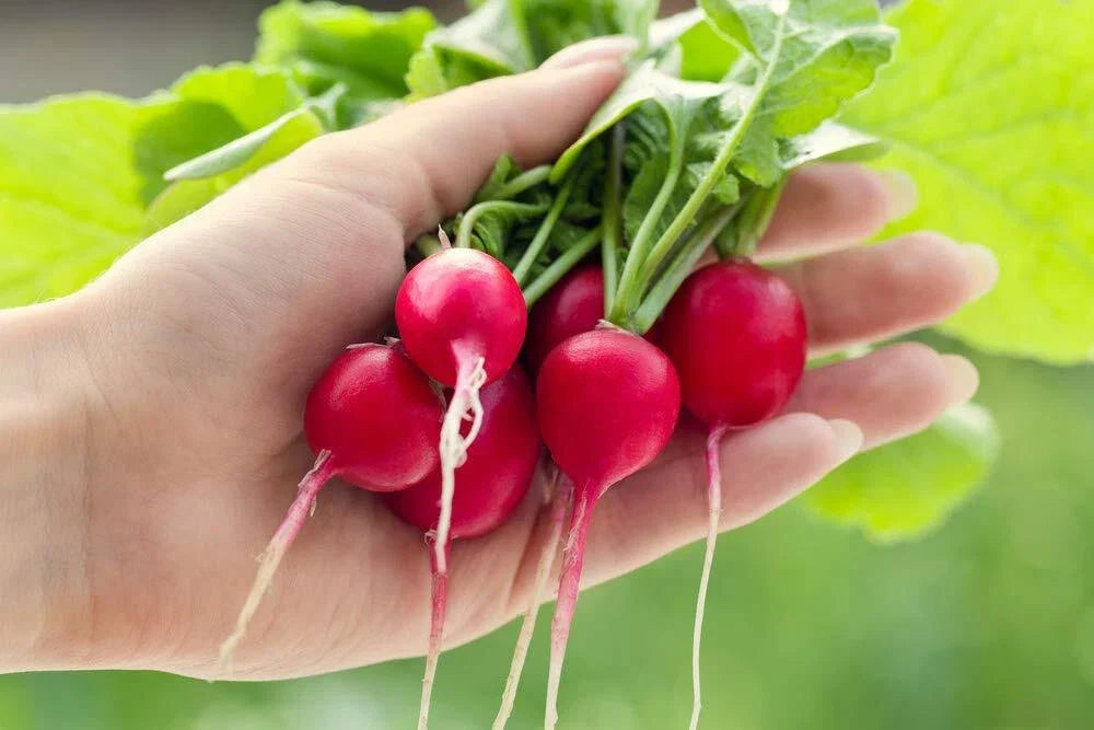 Cherry Belle Radish Seeds | 250+ Seeds | Raphanus sativus | Fast-Growing, Vibrant Red, Easy to Grow