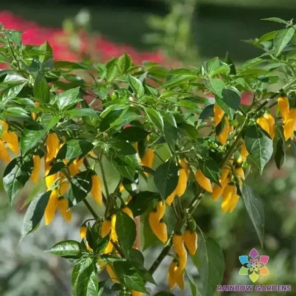 Hot Lemon Zest Pepper Seeds - 25+ Premium Capsicum Annuum - Non-GMO Kitchen Minis for Garden Planting - USA