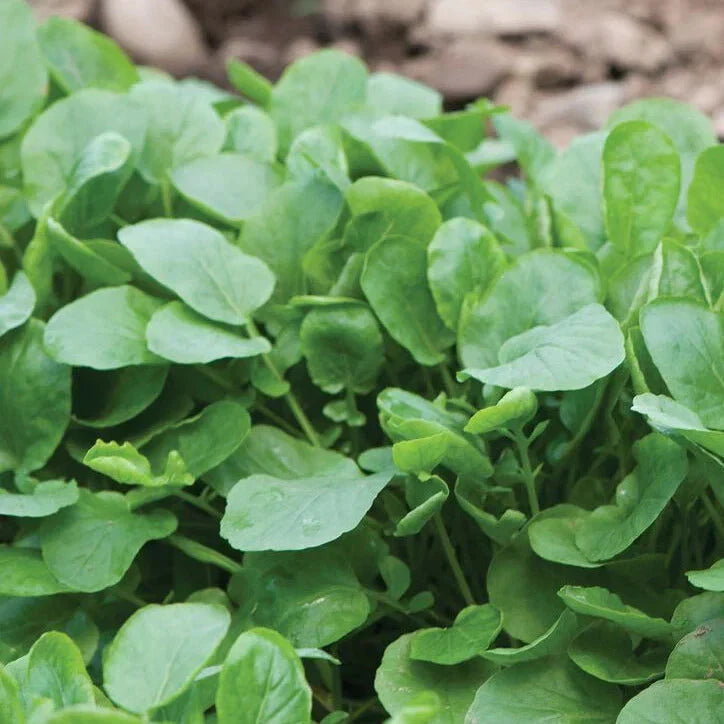 Upland Cress Seeds - 1000+ Count - Non-GMO Heirloom - Barbarea verna - Perfect for 2025 Planting - USA Grown Gardening Seeds