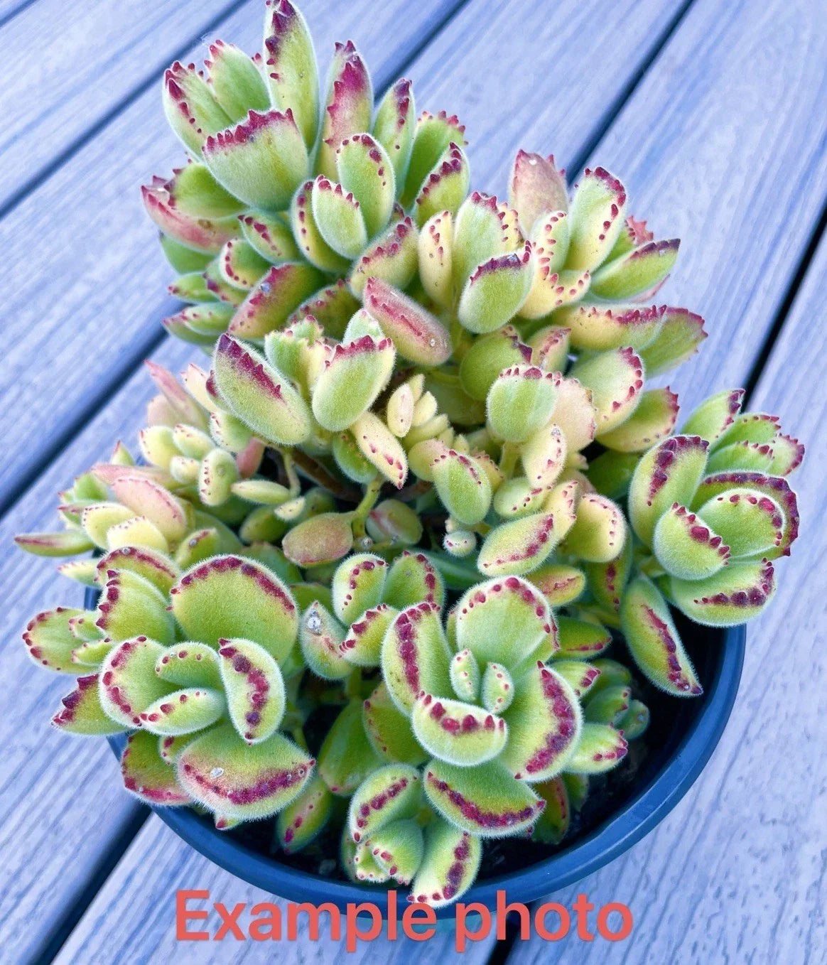 2" Live Plant Cutting - Variegated Bear's Paw Succulent - Cotyledon tomentosa - Rare Indoor Garden Plant