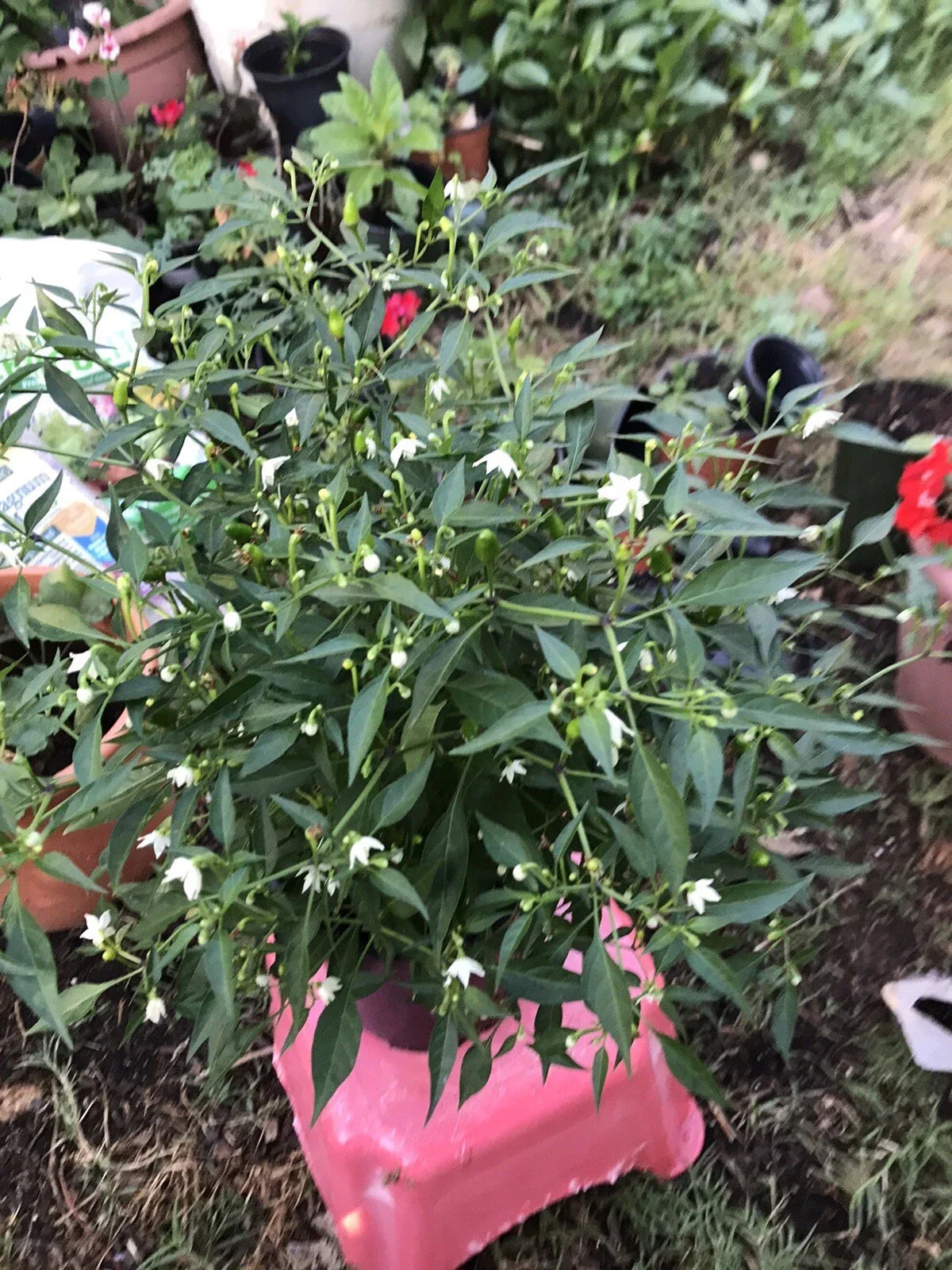 Chile Chilpetin Pepper Plant - 1 Gallon Pot - Capsicum annuum Tepin Petin Del Monte Variety - Spicy Culinary Garden Addition