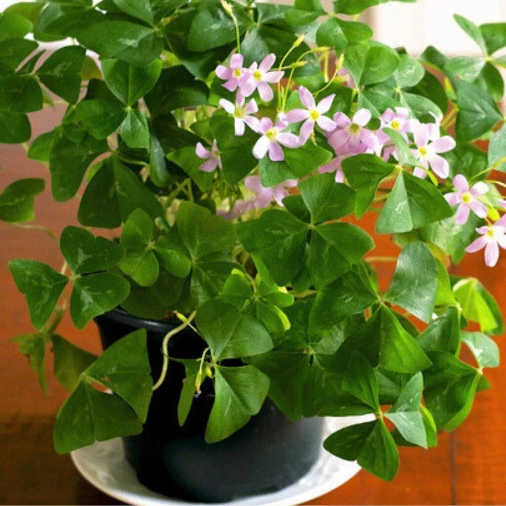 Green Shamrock Plant 4" Pot - Easy Care Oxalis triangularis - Lucky Flowering Houseplant with Vibrant Leaves and Flowers