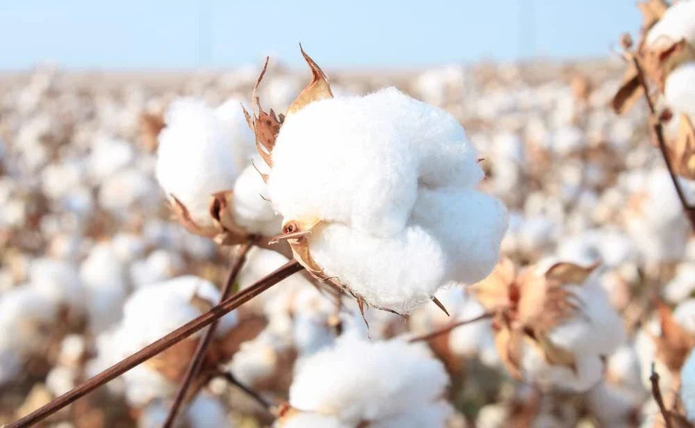 American Cotton Seeds - 100 Organic Heirloom Seeds - Gossypium hirsutum - Perfect for Home Gardening