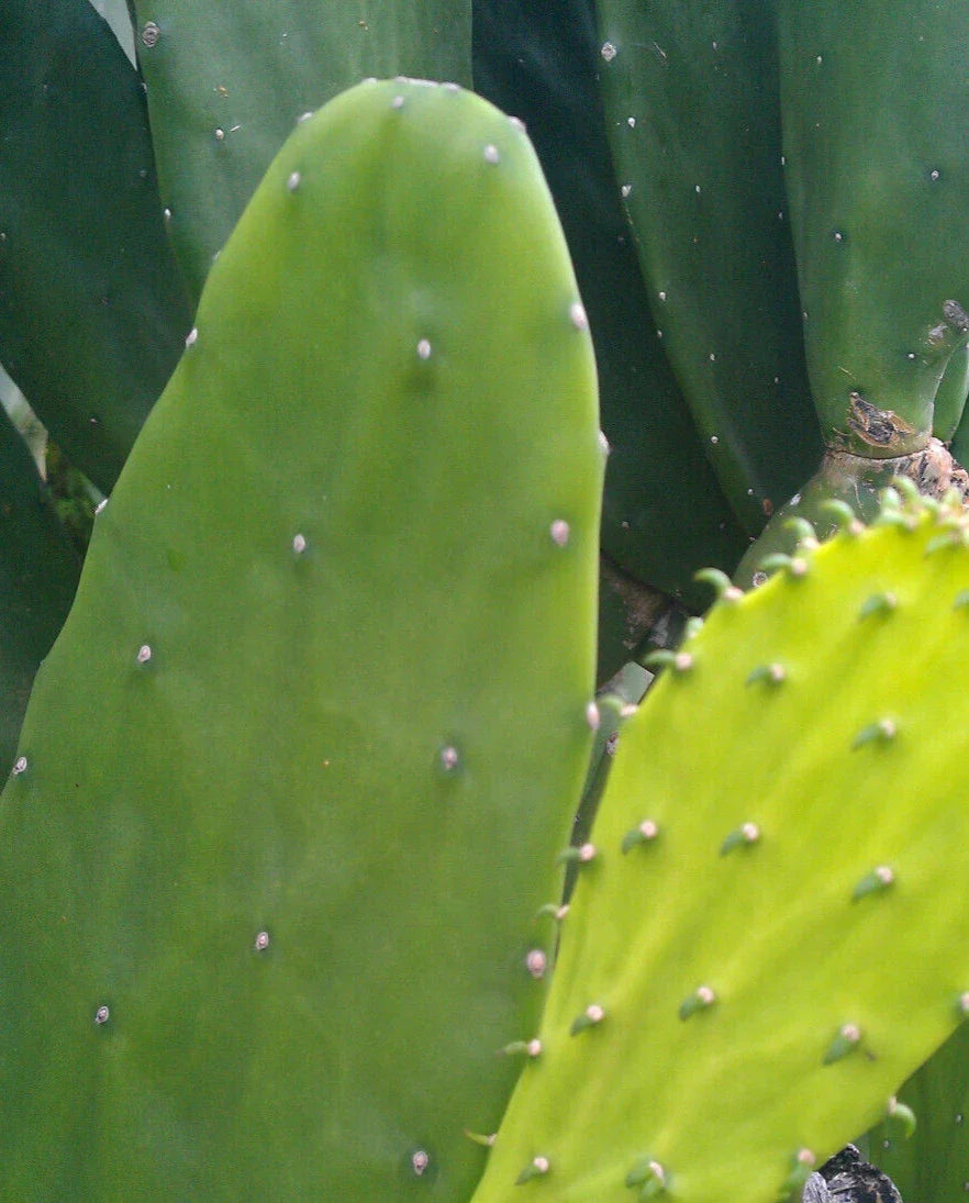 Miniature Prickly Pear Cactus - 4-Inch Rooted Plant - Easy Care Opuntia Succulent - Ideal for Home or Office Decor