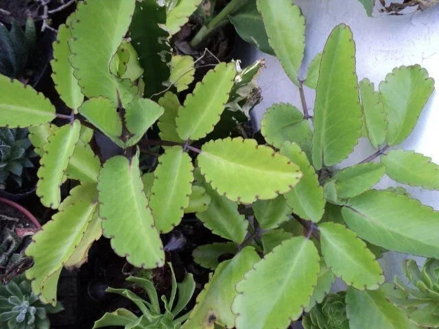 Miracle Plant Cuttings - 6 Stem Cuttings - Bryophyllum pinnatum - Easy to Grow Indoor/Outdoor Decor