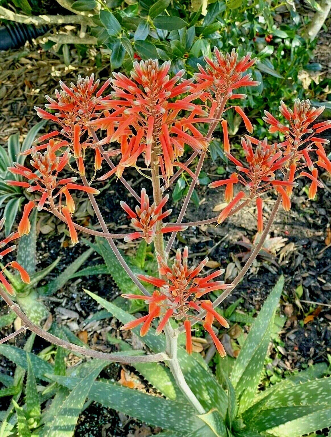 Zebra Maculata Aloe 10-12" Bare Root Plant - Aloe maculata, Red Orange Flowering Succulent for Indoor/Outdoor Gardening