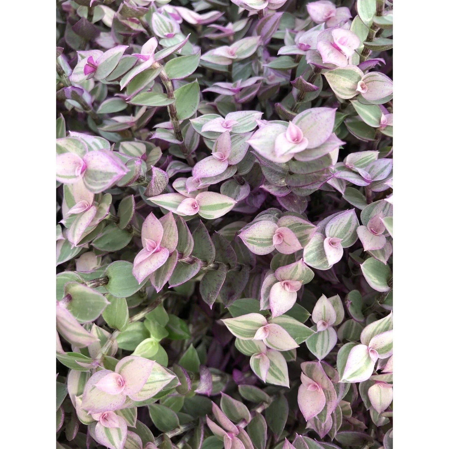 Tradescantia Cuttings - 10 Rooted Pink Lady Plants - Easy Care Indoor Greenery - Tradescantia albiflora 'Pink Lady'
