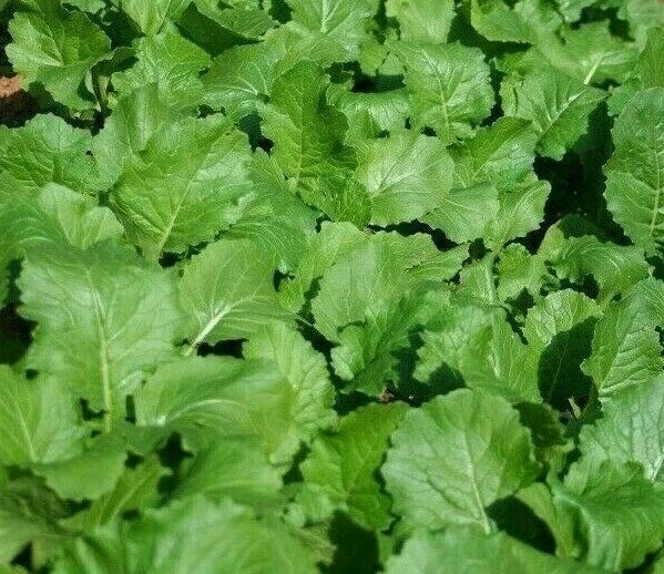 Seven Top Turnip Seeds, 1000+ Count, Brassica rapa, Heirloom Vegetable Garden Seeds, Salad Greens