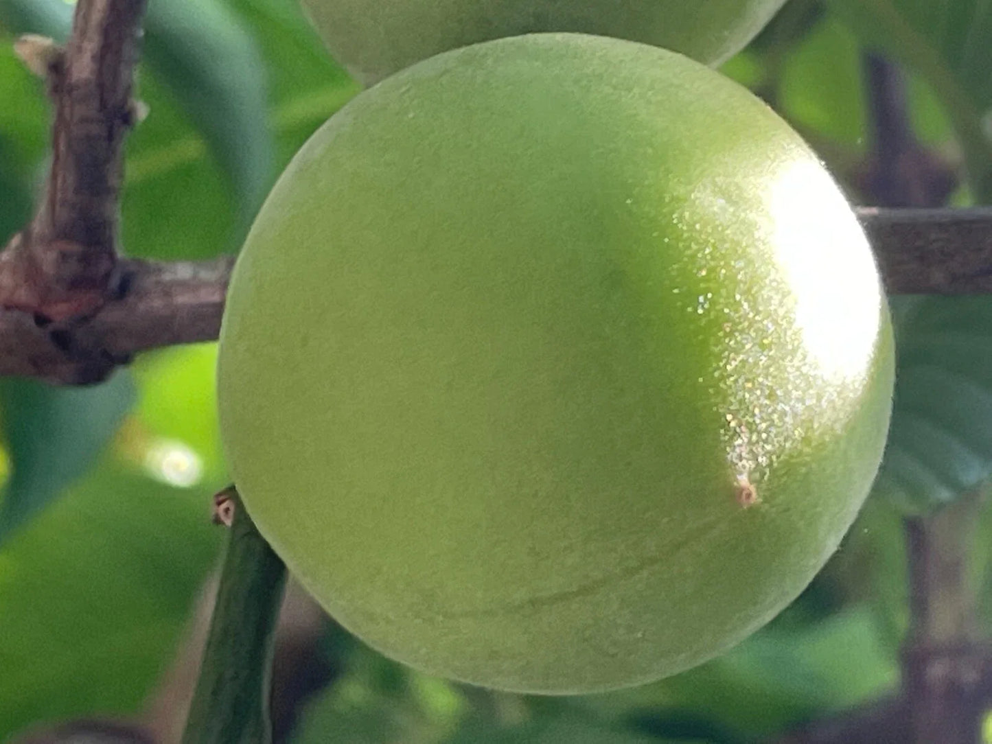 Japanese Ume Plum Fruits - 5 Cuttings, Prunus Mume, Maesil, Edible Fruit Plant, Bonsai or Garden Use