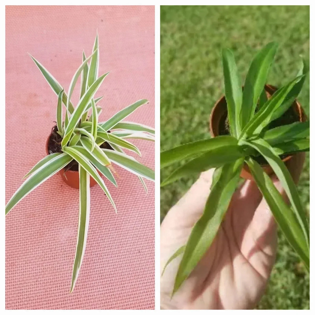 Set of 2 Spider Plants - Variegated & Solid Green - Chlorophytum comosum Houseplants for Indoor Air Purifying Decor
